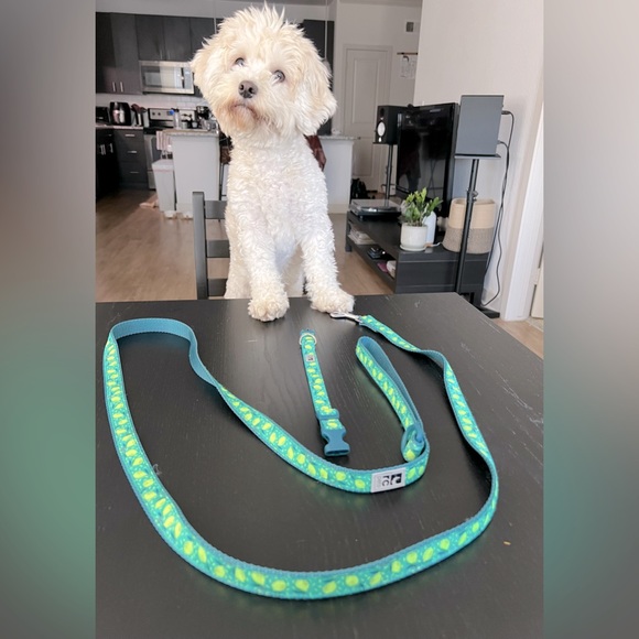 NWOT Small dog collar and leash set - Picture 1 of 5